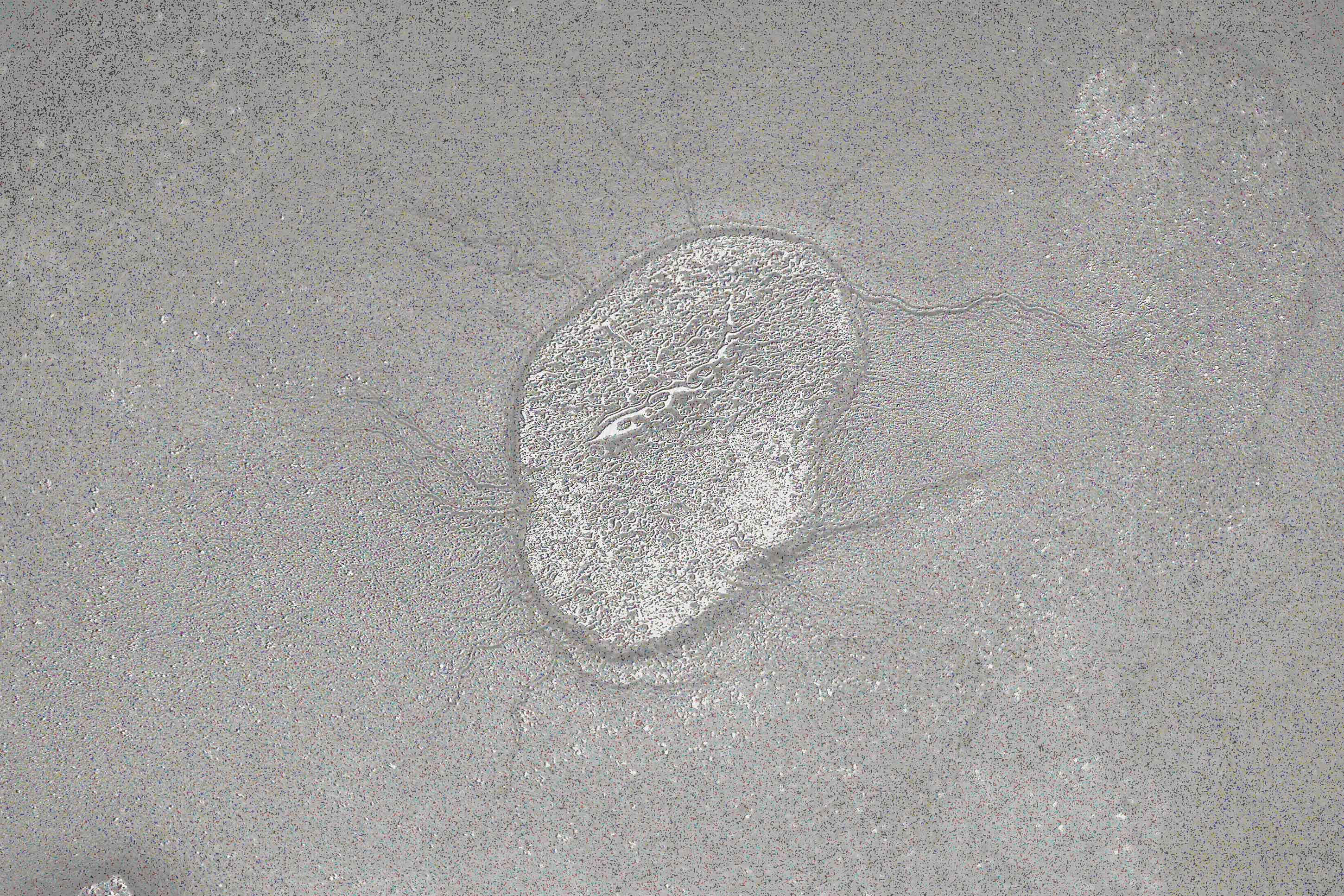 Medionigra. 16427 days out, TuesDy 19..02